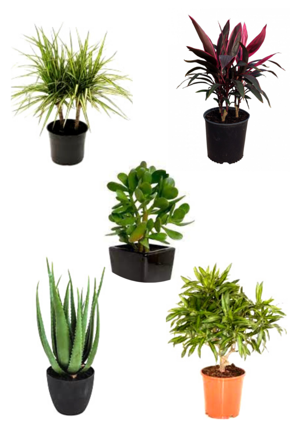 Wish Happiness For Your Loved Ones With Evergreen Plant Pack