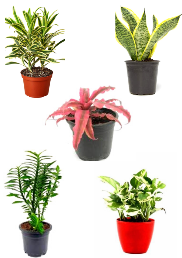 Air Purifier Plants Pack
