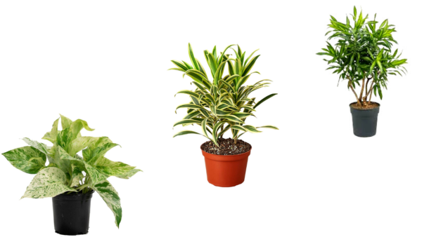 Top 3 Attractive Air Purifier Plants