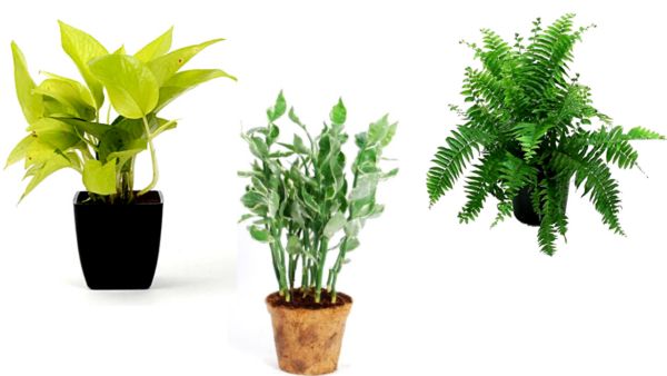 Evergreen Plant Package