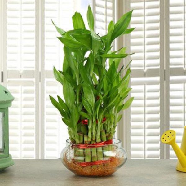 Lucky Bamboo Plant 2 Layer-40