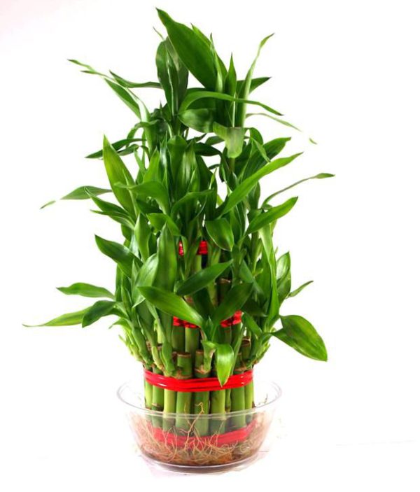 Lucky Bamboo Plant 3 Layer