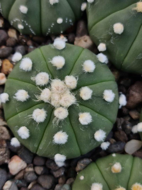 Cactus Astrophytum Asterius x ooibo