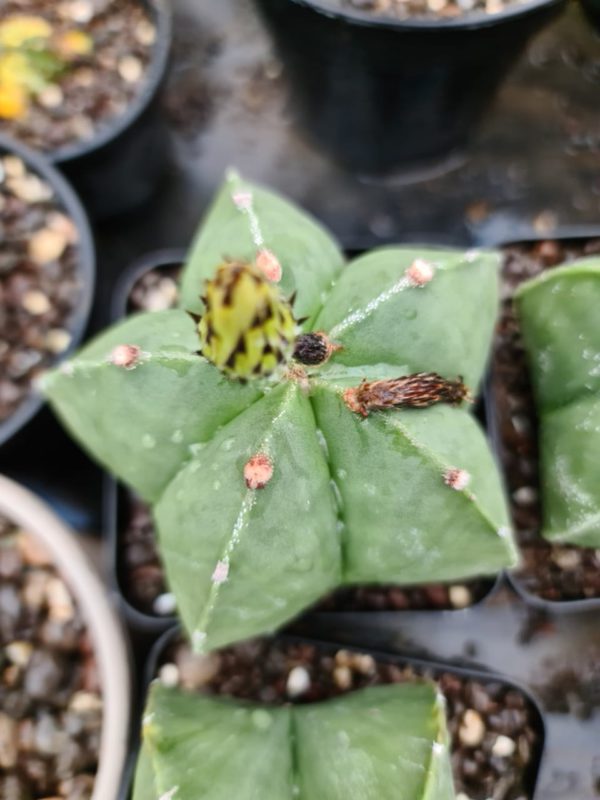 Cactus Astrophytum nudam x hybrid