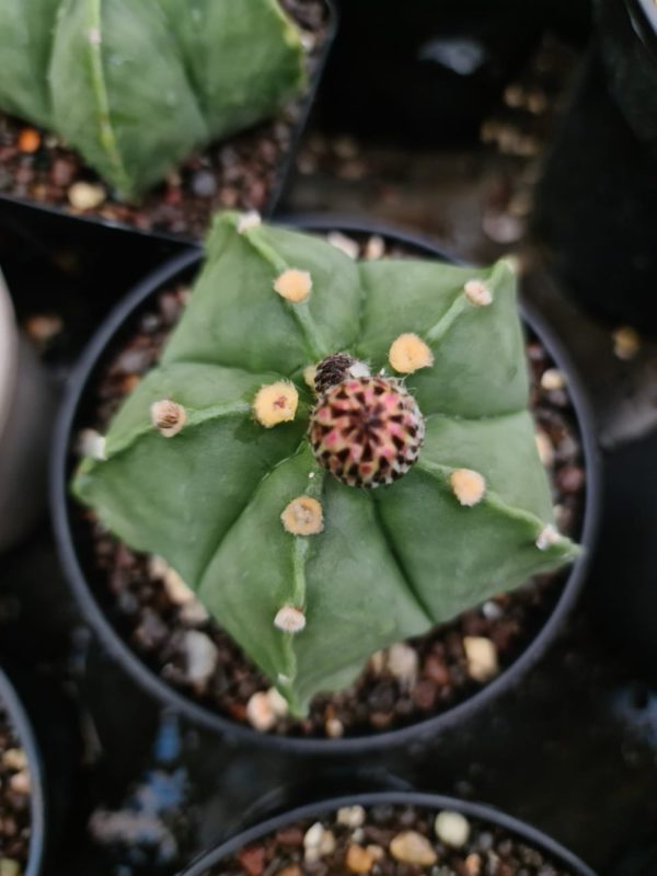 Cactus Astrophytum nudam x ooibo