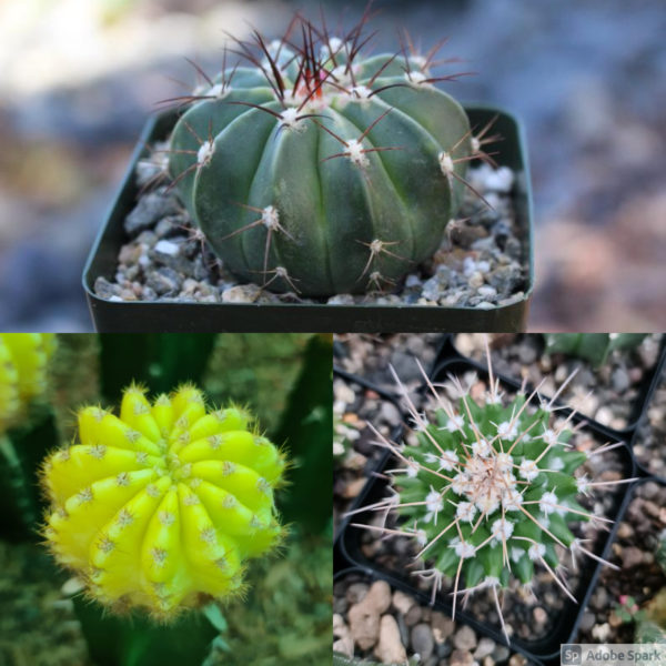 Top 3 Cactus for Table Top