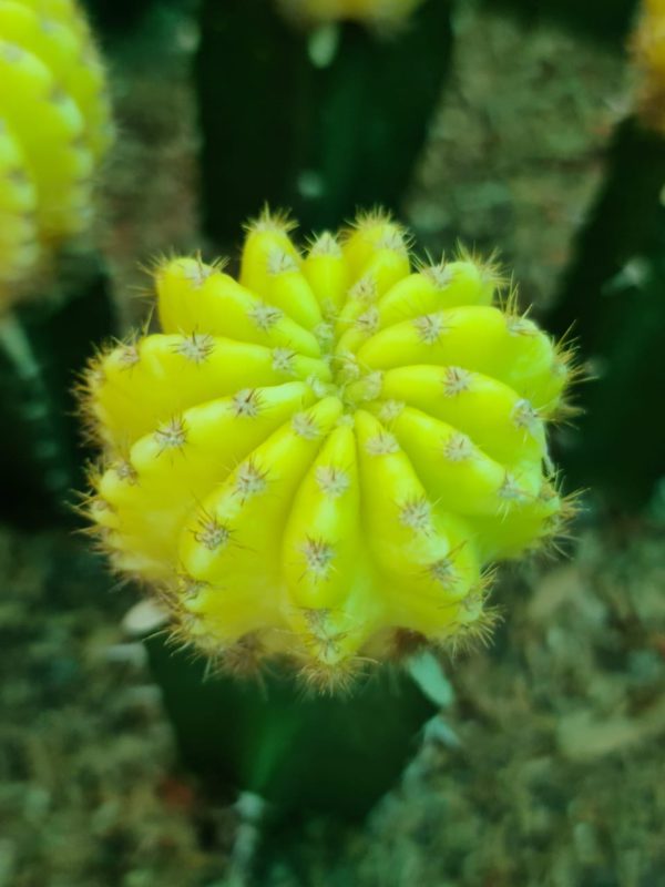 Cactus Echinopsis subdenudata verigated mature