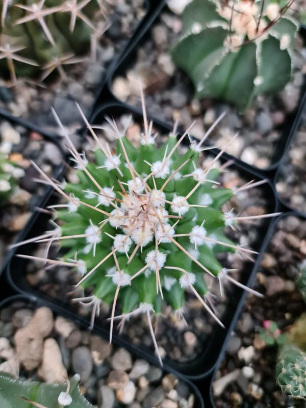 Cactus Memmilaria commmpresa hybrid